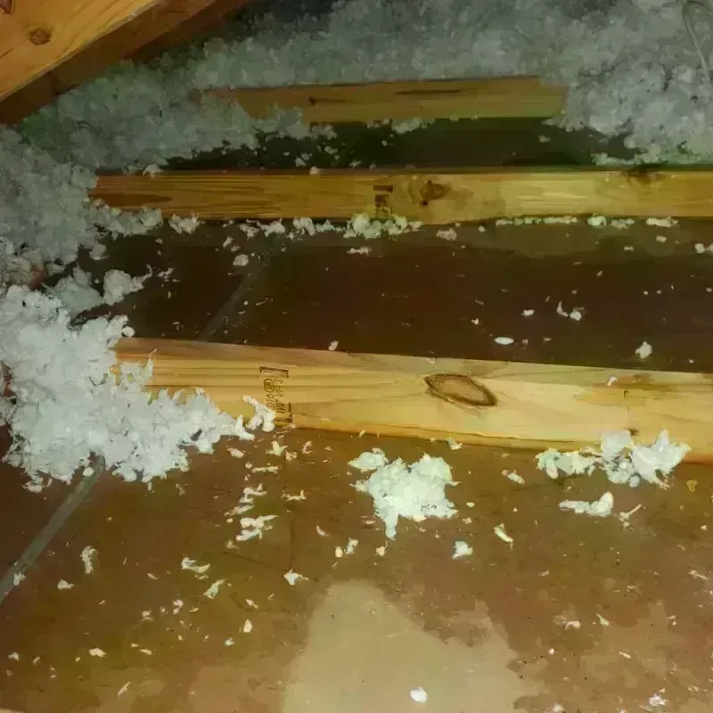 Attic Water Damage in Mount Dora, FL