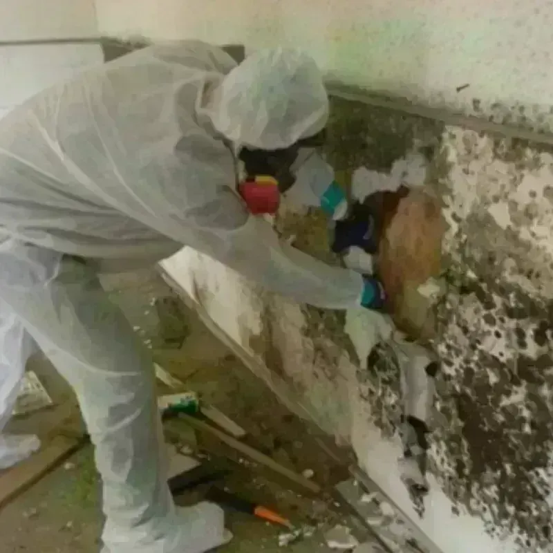 Mold Remediation and Removal in Mount Dora, FL